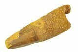 Fossil Spinosaurus Tooth - Feeding Worn Tip #354761-1